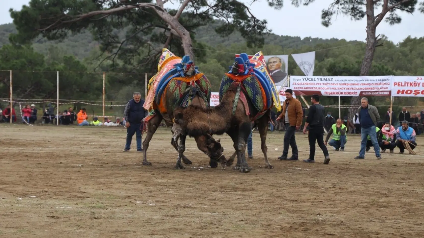 Burhaniye'de deve güreşleri başlıyor