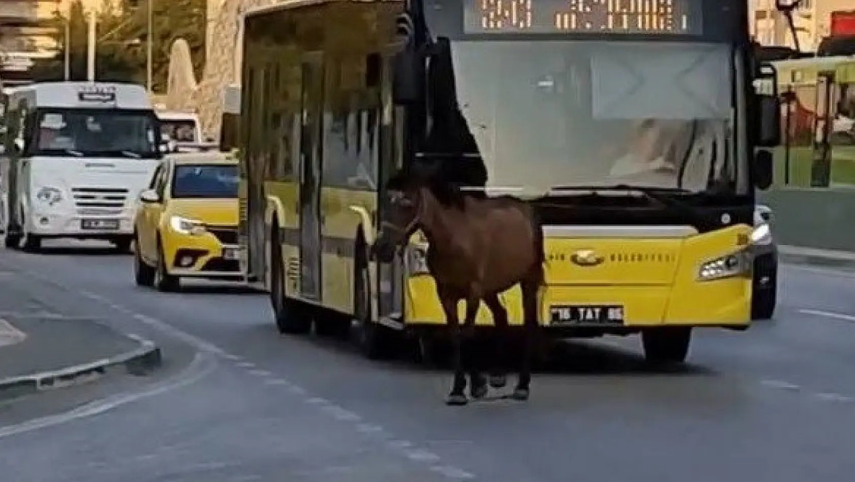 Bursa'da başıboş at trafiği aksattı