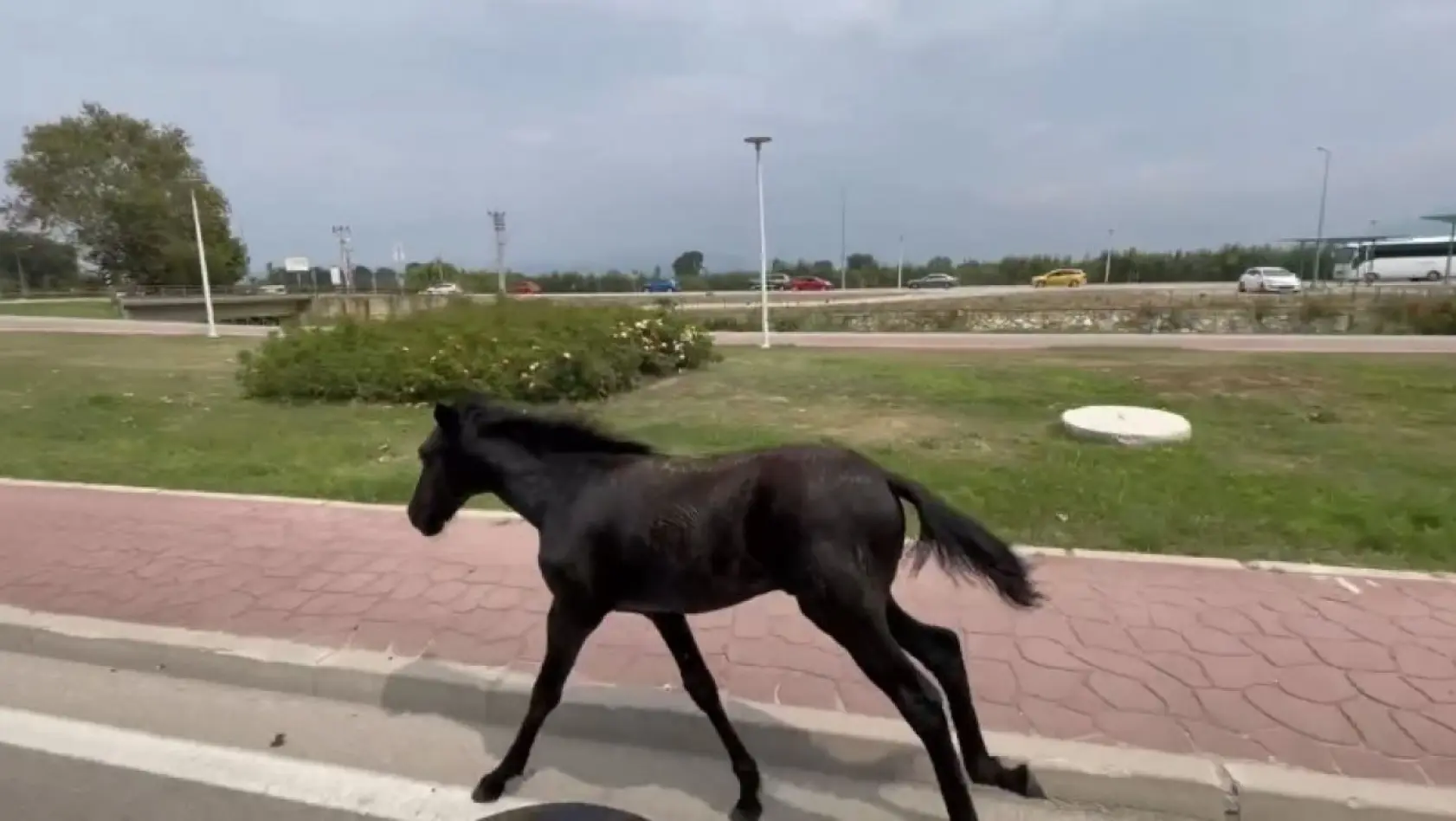 Bursa'da başıboş at trafiği alt üst etti