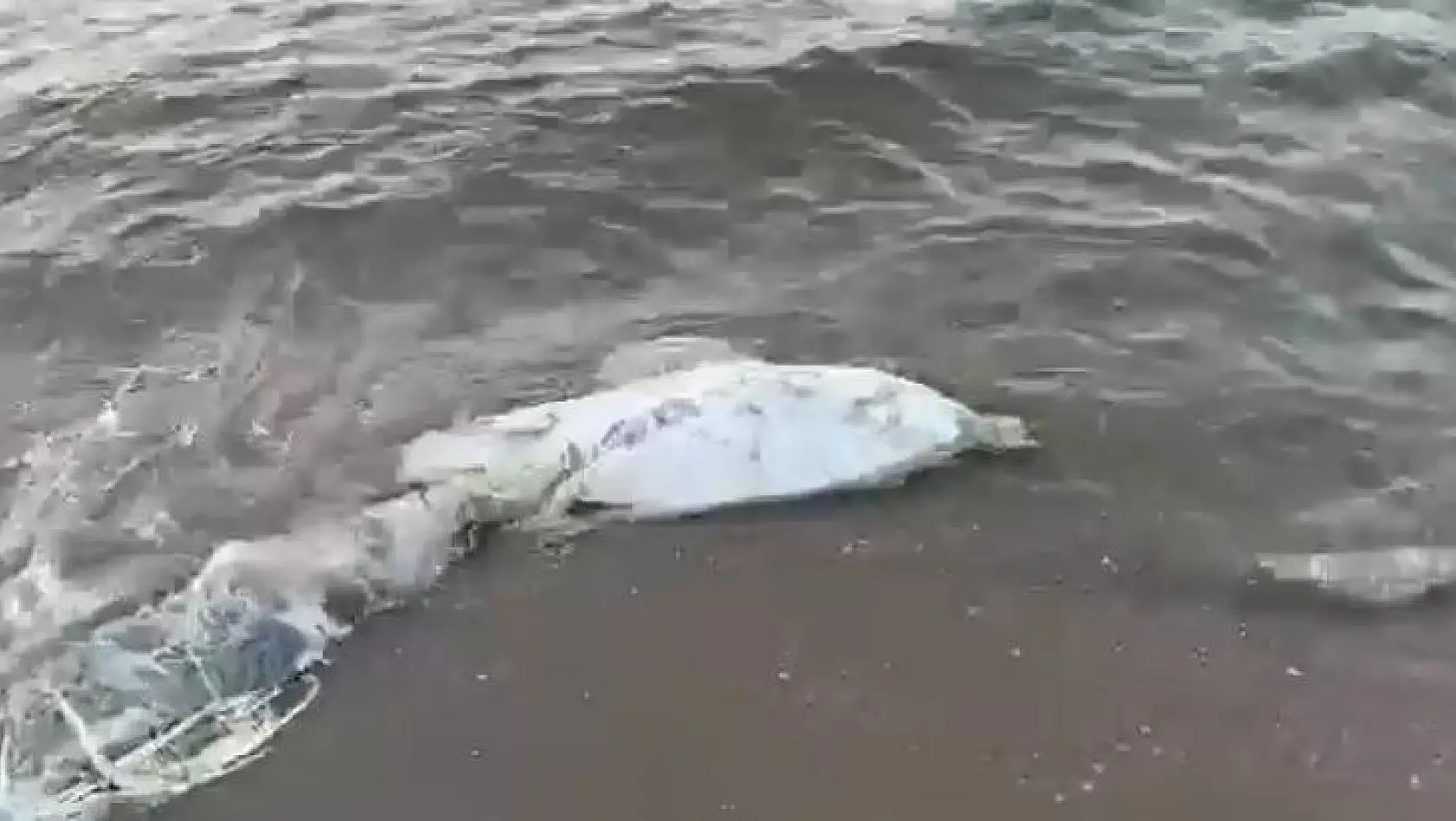 Bursa'da bir ölü yunus balığı daha karaya vurdu