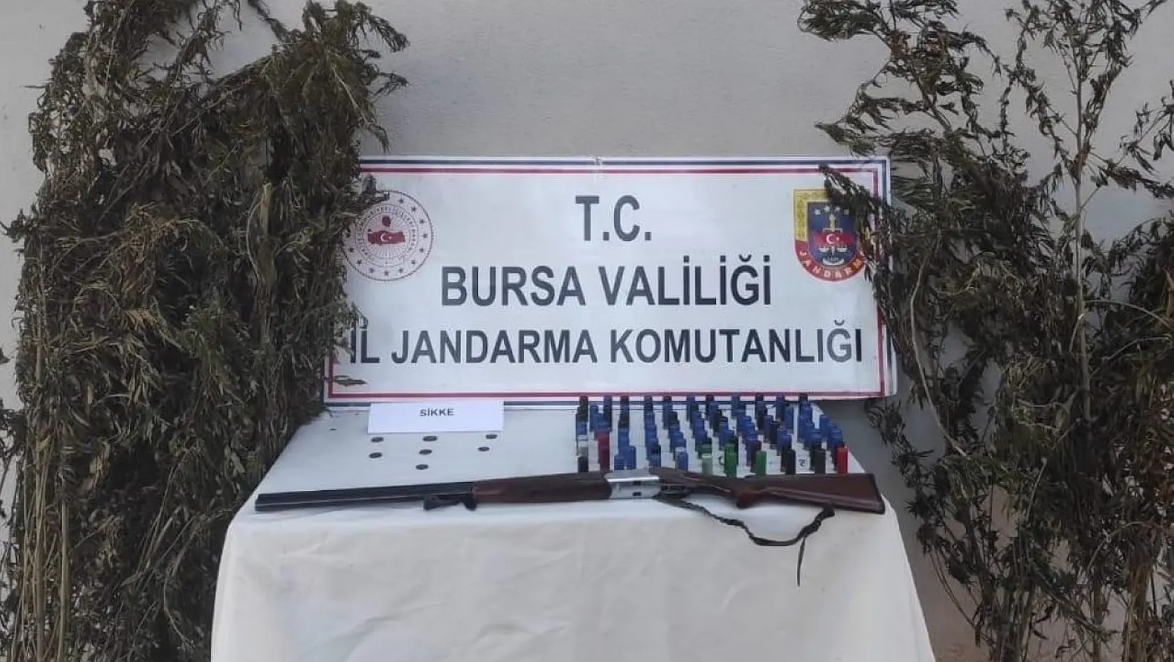 Bursa'da kenevir tarlasına jandarma baskını