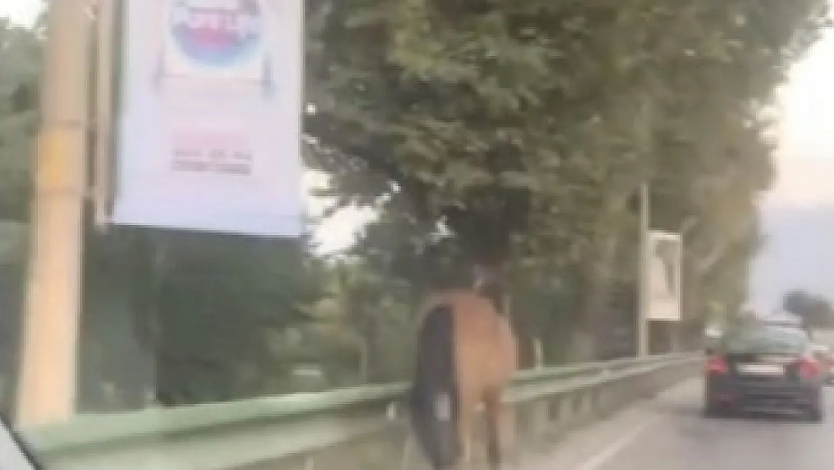 Bursa'nın yollarında başıboş atlar cirit atıyor