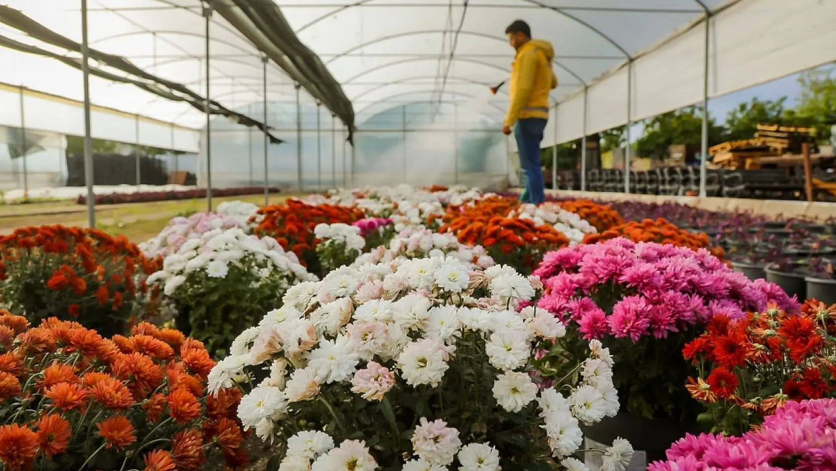 Büyükşehir Belediyesi Aydın'ı renklendiren çiçekleri kendi üretiyor