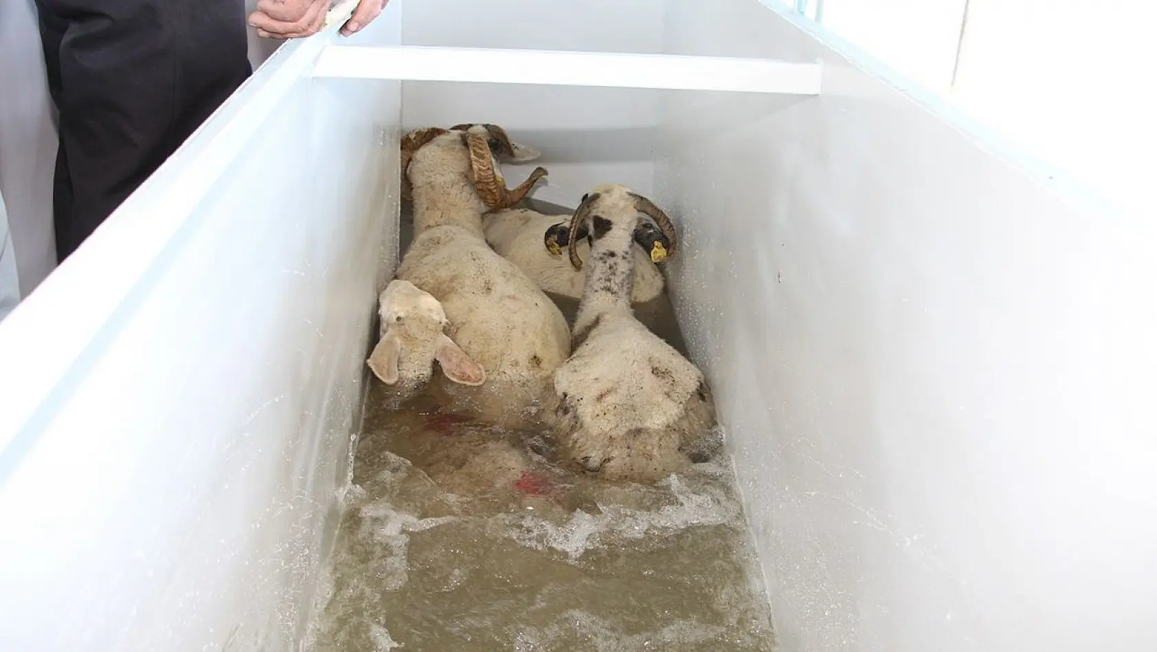 Büyükşehir'den Kulalı çiftçilere küçükbaş hayvan yıkama makinesi desteği