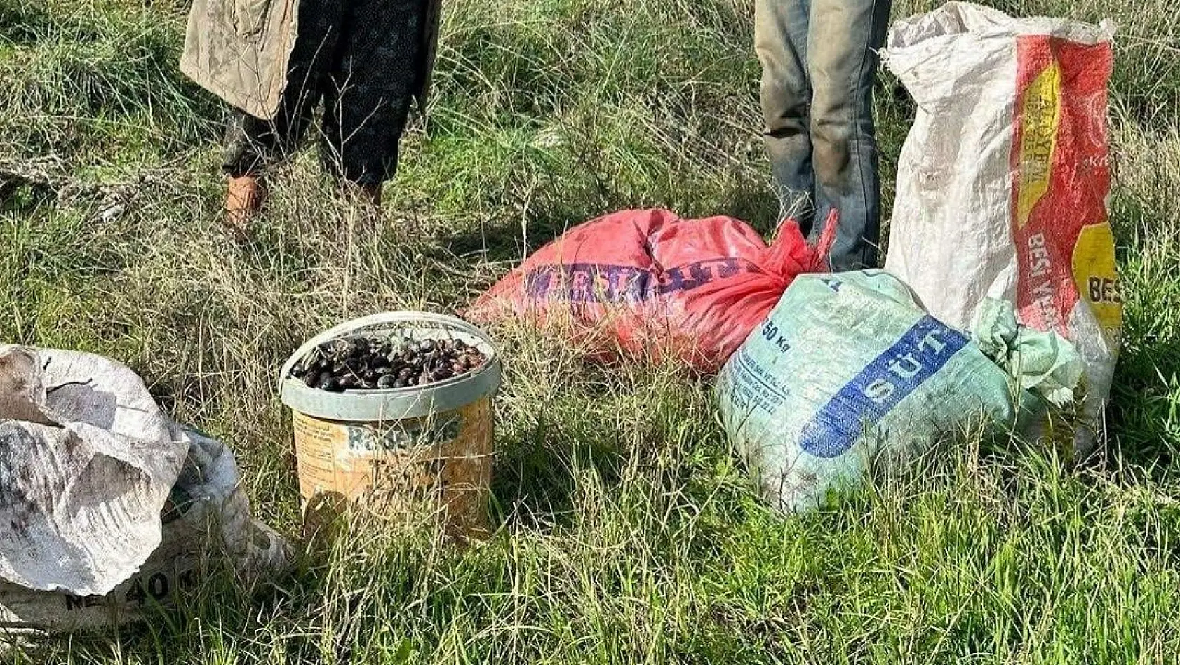 Çaldıkları 155 kilogram zeytin ile suçüstü yakalandılar