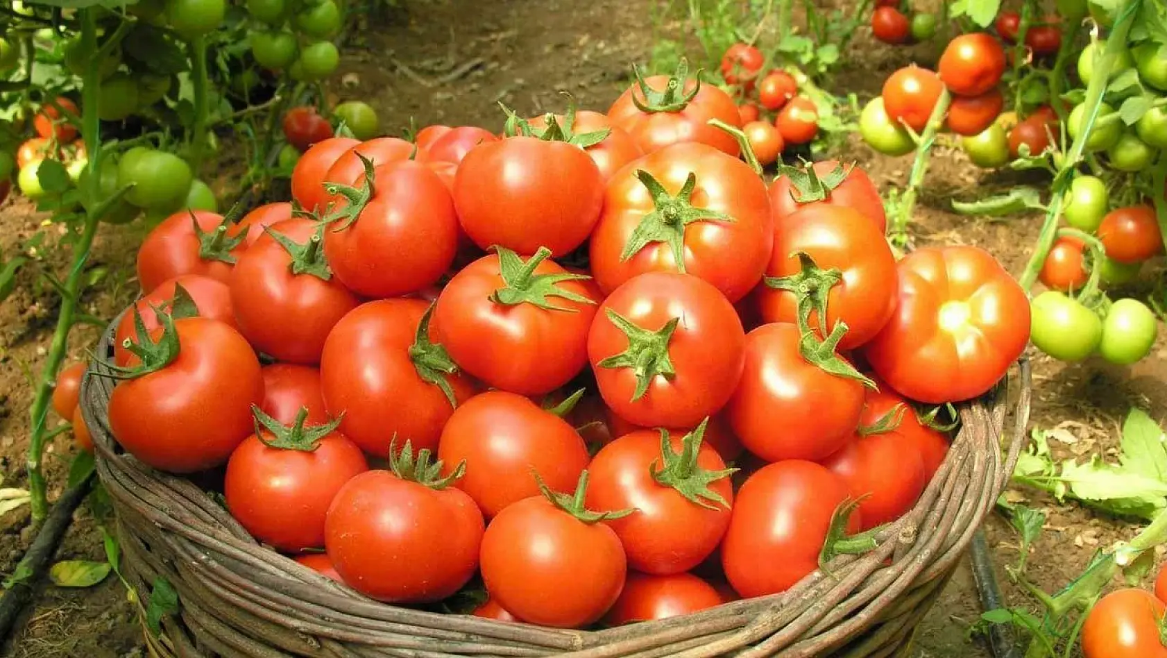 Çameli'nde 'En iyi domates' yarışması düzenlenecek