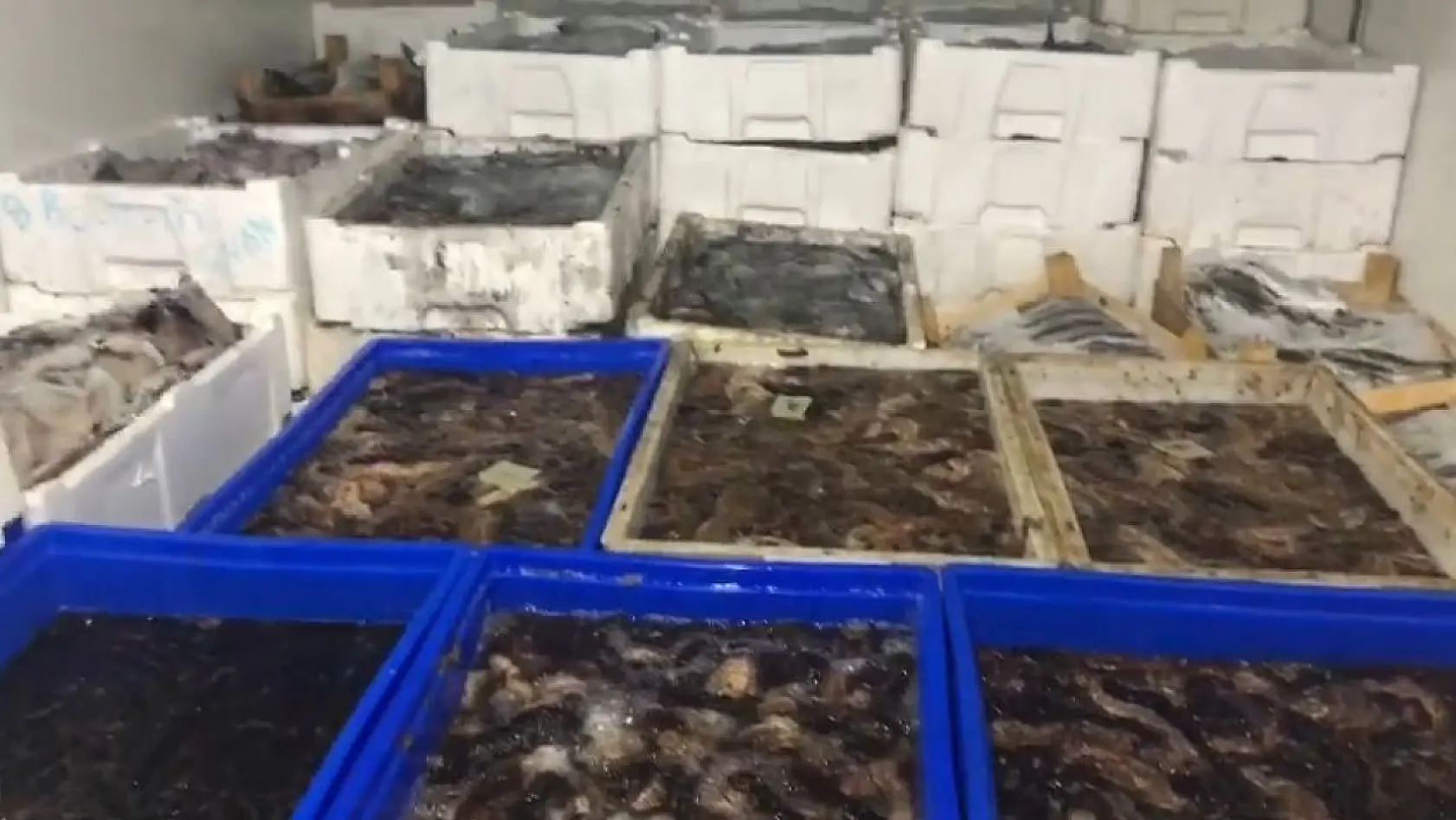 Çanakkale'de bi ton deniz patlıcanı ele geçirildi