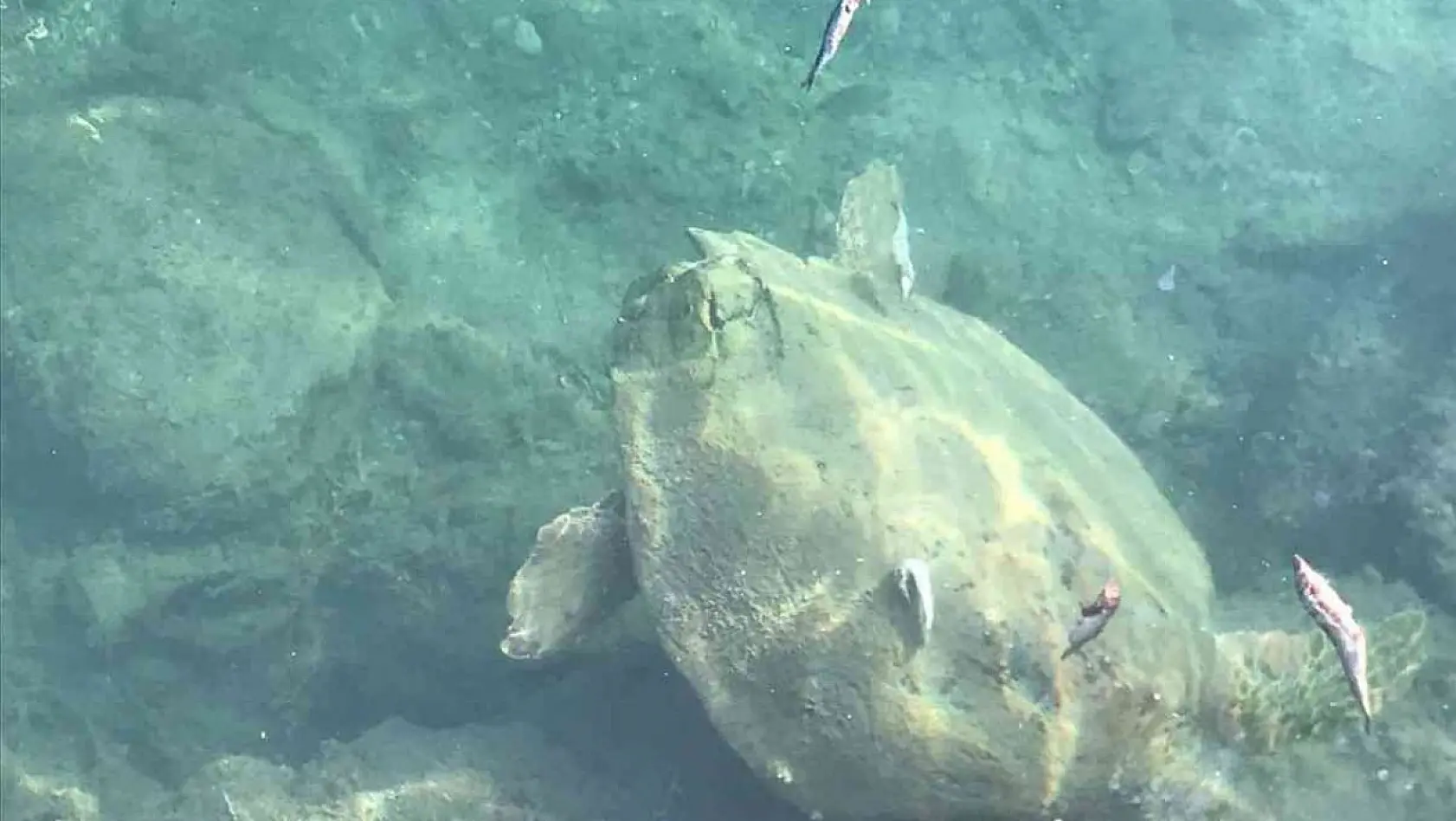 Datça'da deniz kaplumbağasını balıkla beslediler