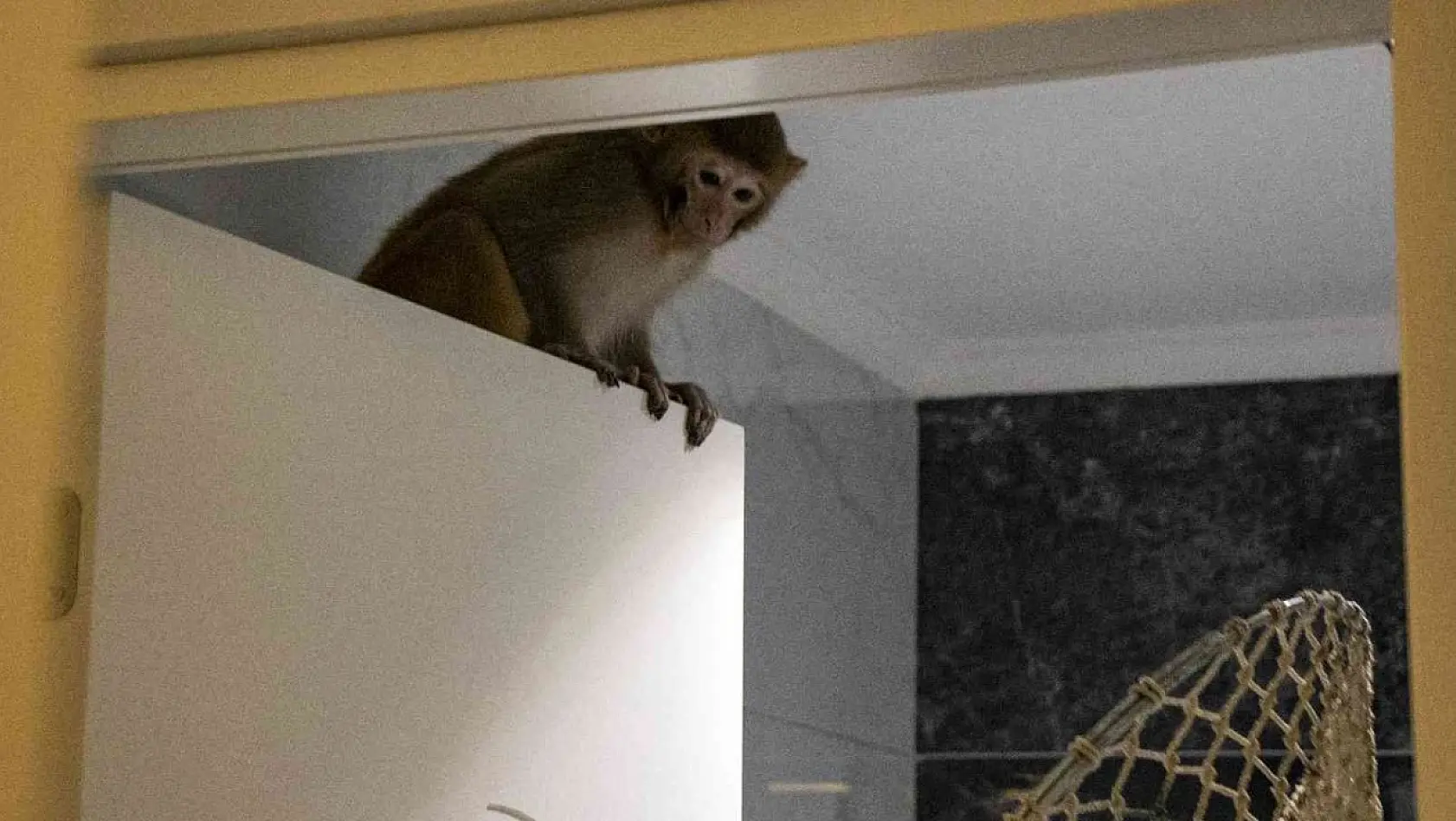 Davetsiz misafir makak maymunu koruma altında