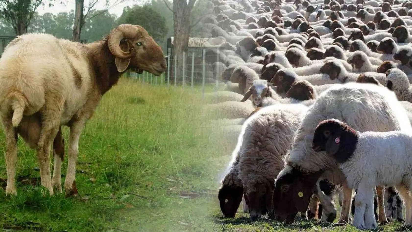 Denizli'de İvesi koyun besiciliği yapan çiftçilere destek verilecek