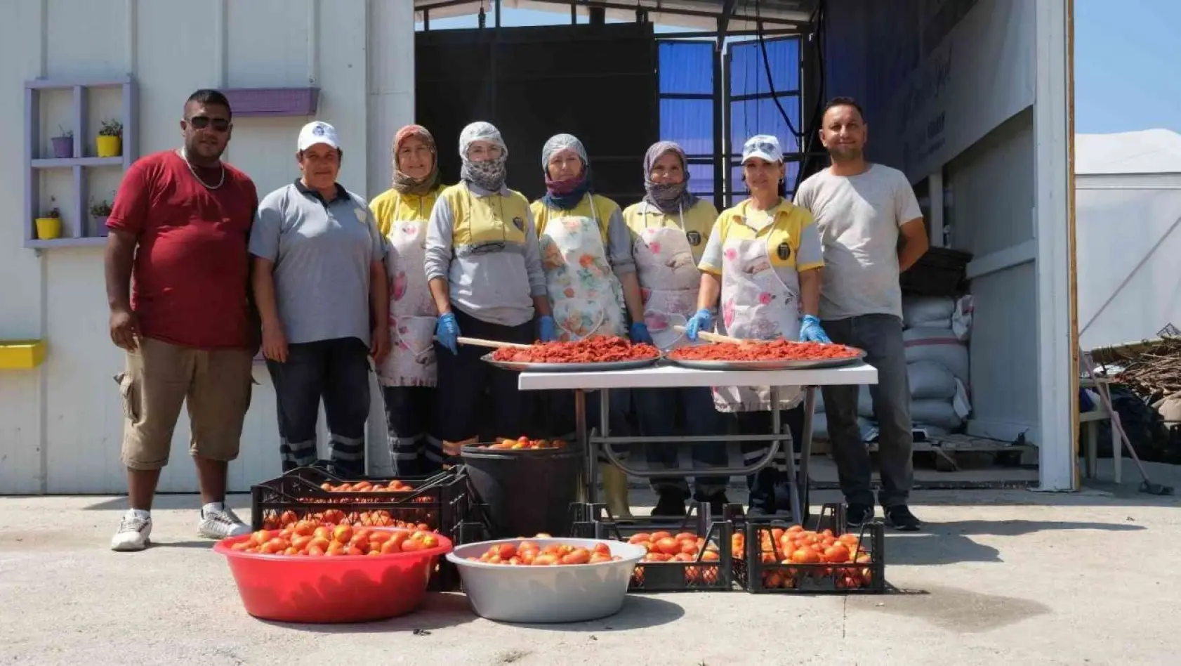 Didim Belediyesi domates hasadına başladı