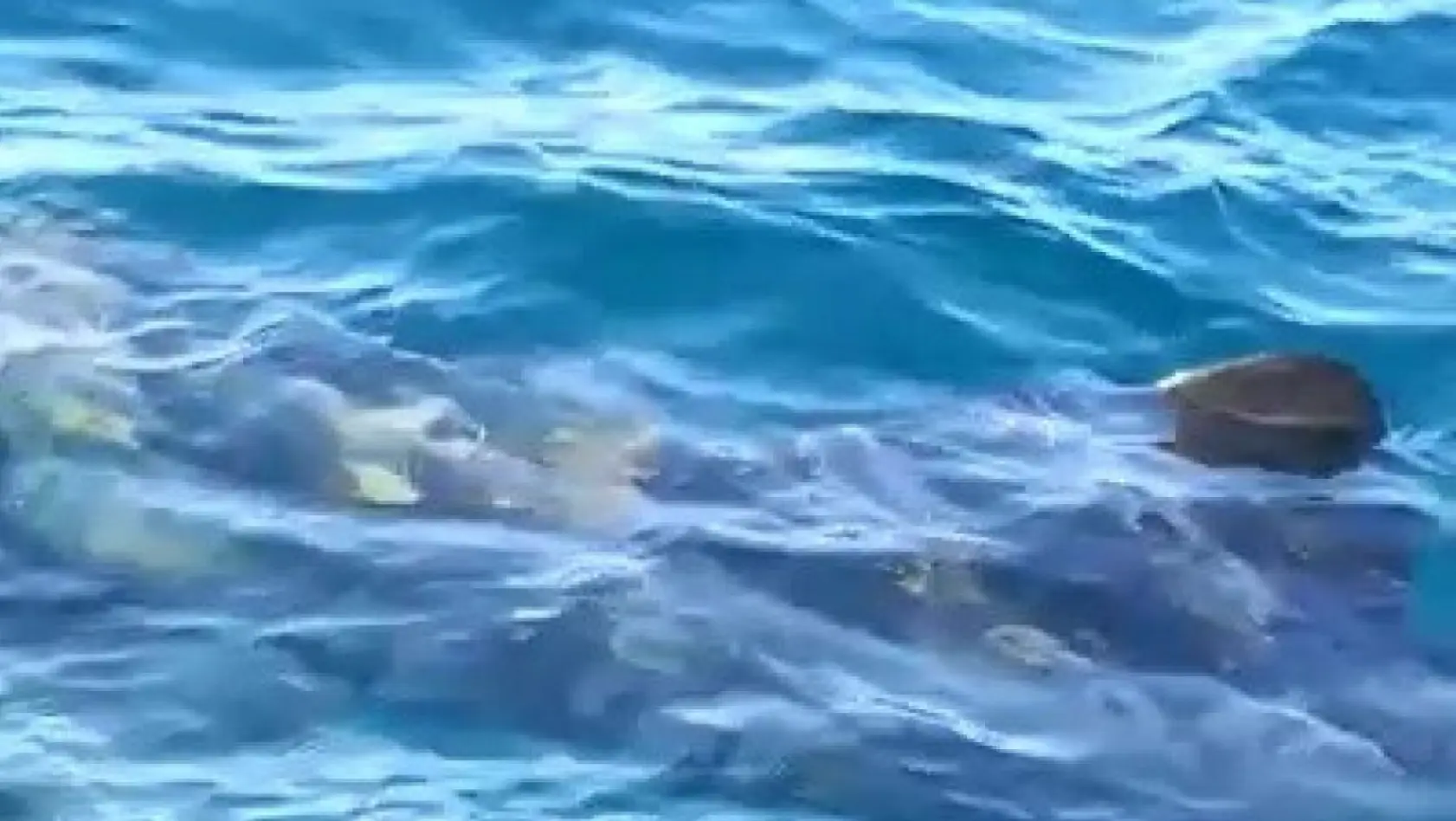 Edremit Körfezi'nde köpek balığı paniği