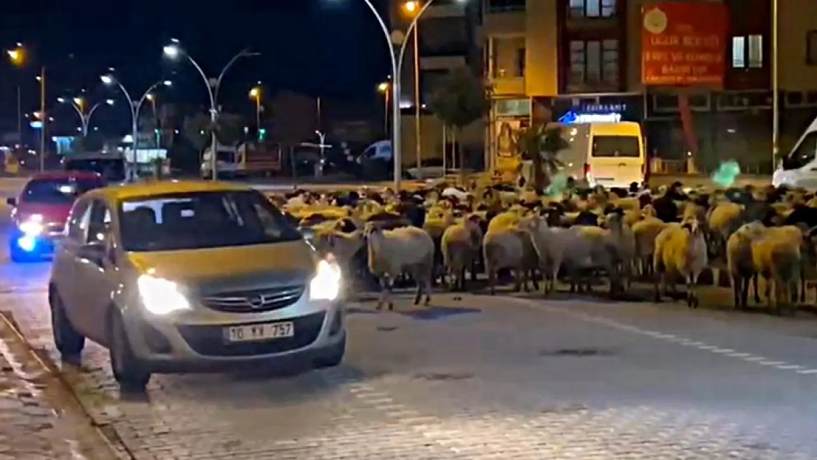 Edremit'te koyun sürüsü bulvarı kapattı