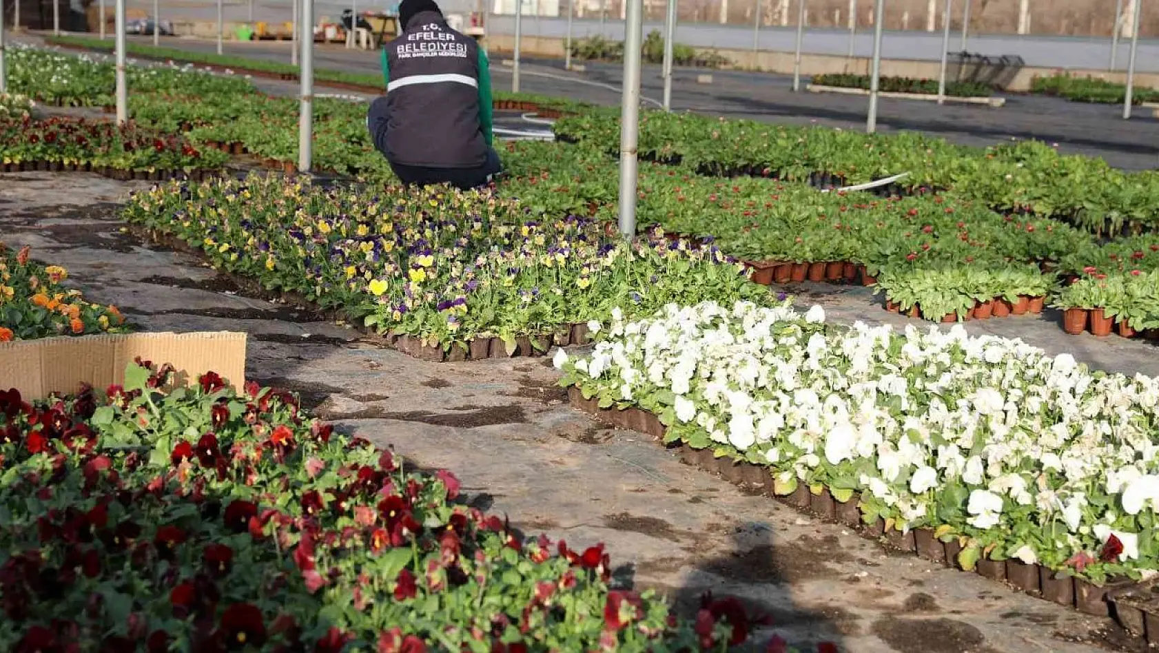 Efeler Belediyesi'nin yetiştirdiği çiçekler kenti süslüyor