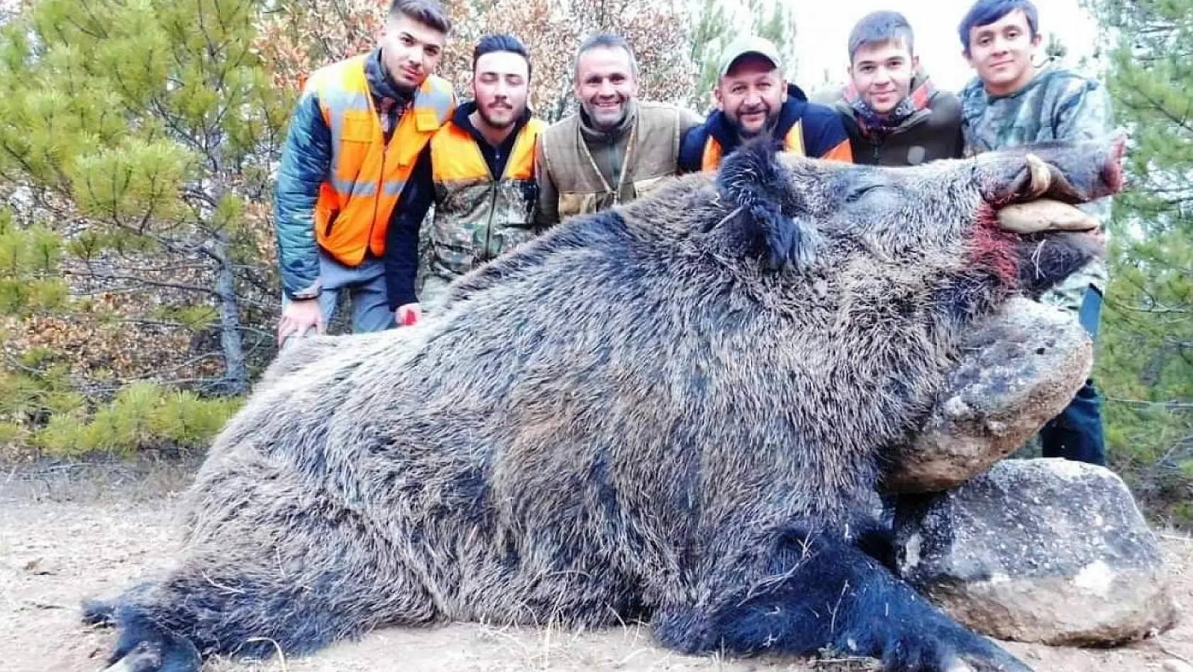 Emet'te avcılar 300 kilo ağırlığında domuz avladılar