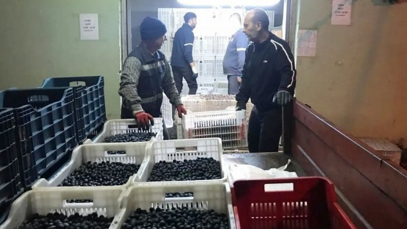 Erdek'in zeytini yok satıyor