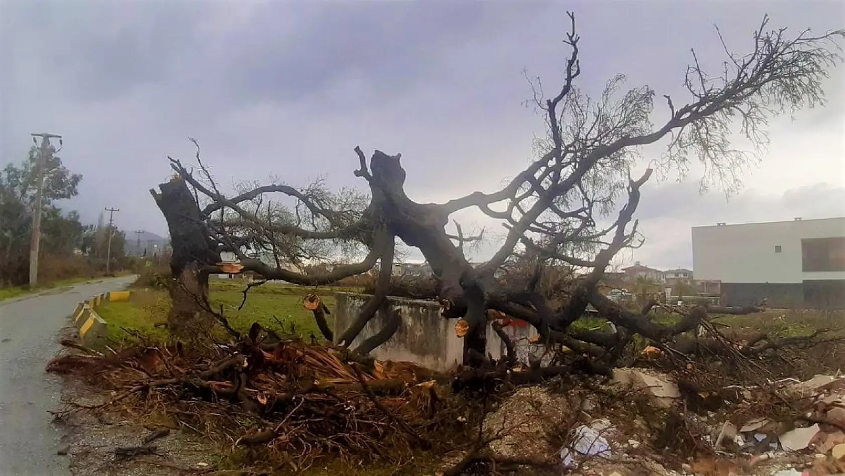 Fırtına, 2 asırlık ağacı devirdi