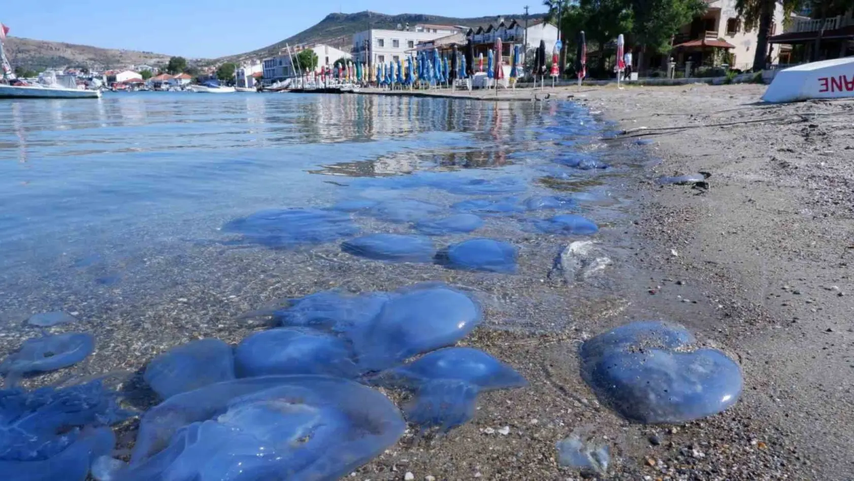 Foça'da denizanası istilası sürüyor: Su altı kamerasıyla istila görüntülendi