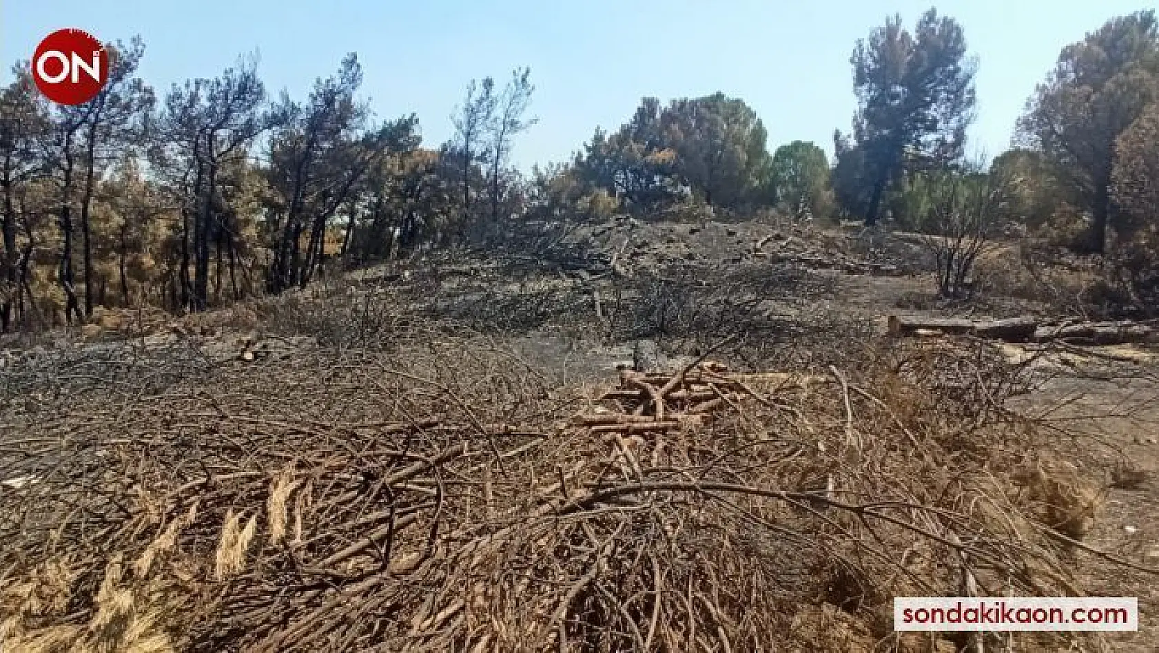 Foça'da yanan 73 hektarlık ormanlık alan yeniden yeşilendirilecek