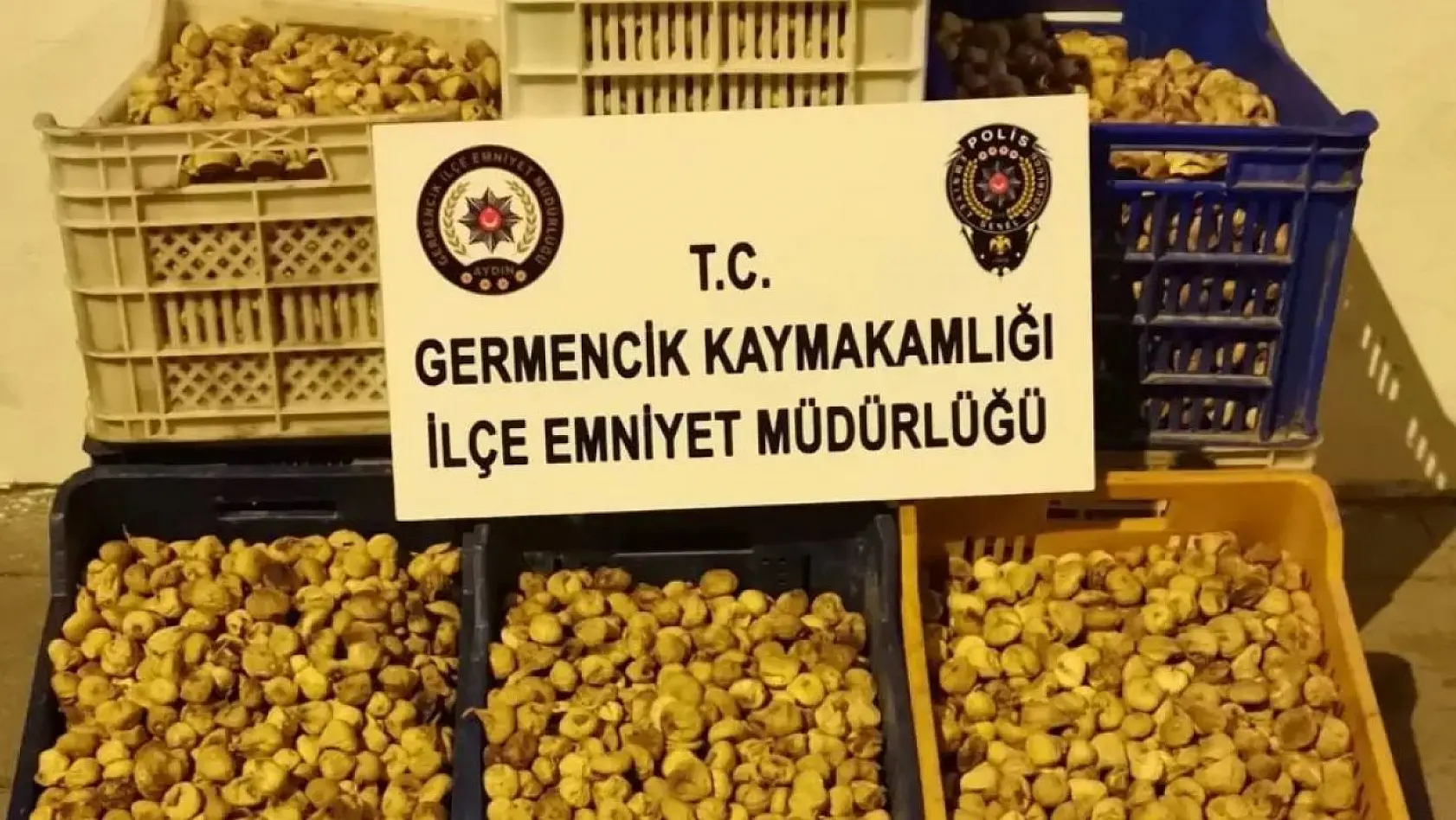 Germencik'te 450 kilogram incir çalan şüpheliler yakalandı