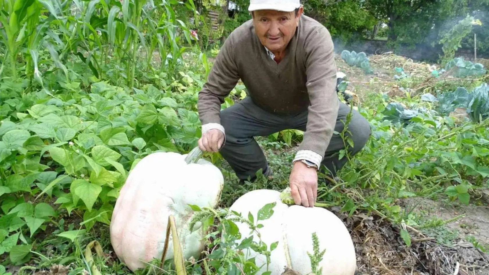 Hisarcık'lı çiftçi 30 kiloya yakın dev bal kabakları yetiştirdi