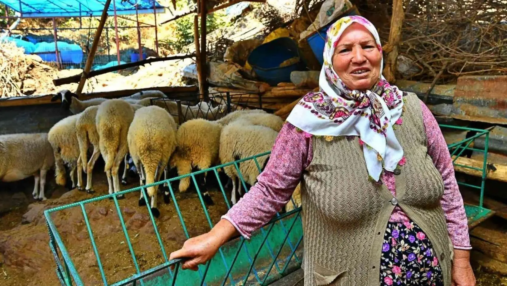 İzmir Büyükşehir Belediyesi'nin verdiği 3 koyundan 48 koyuna