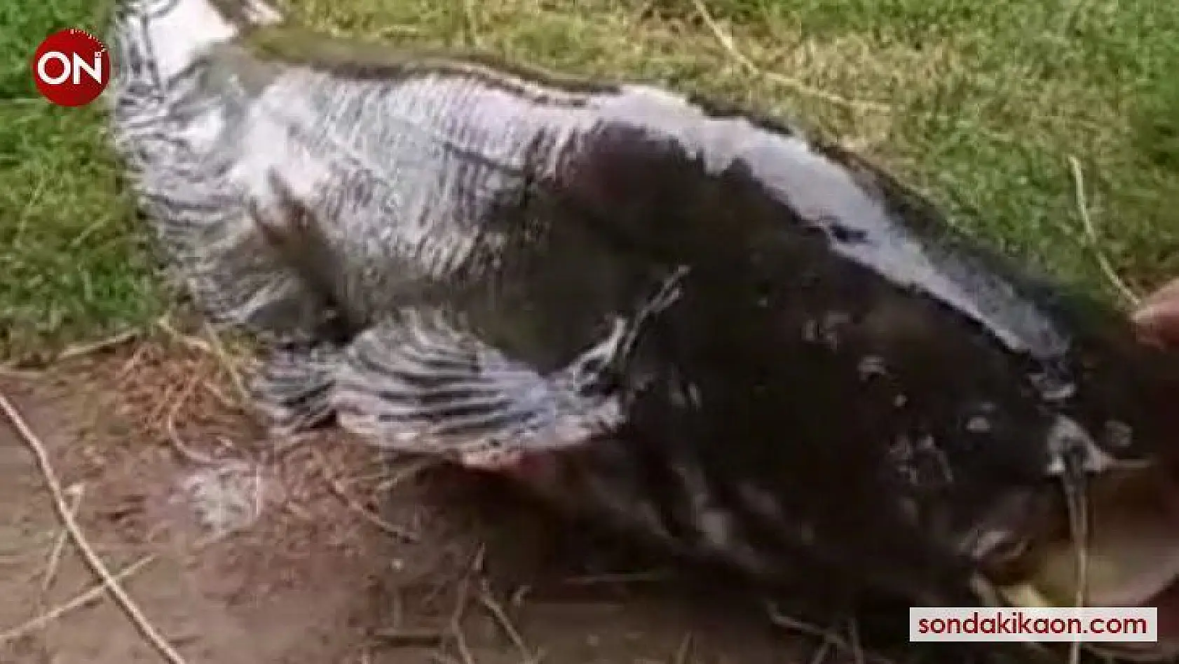 İzmir'de 55 kiloluk dev yayın balığı yakalandı