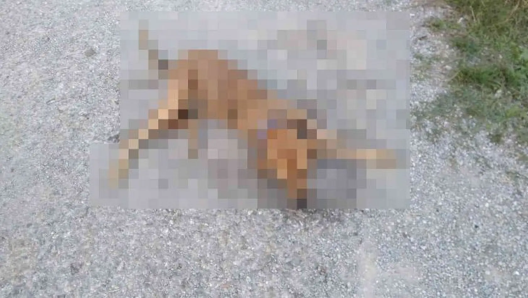 İzmir'de vicdansızlık: Zehirlenen 31 sokak hayvanı öldü