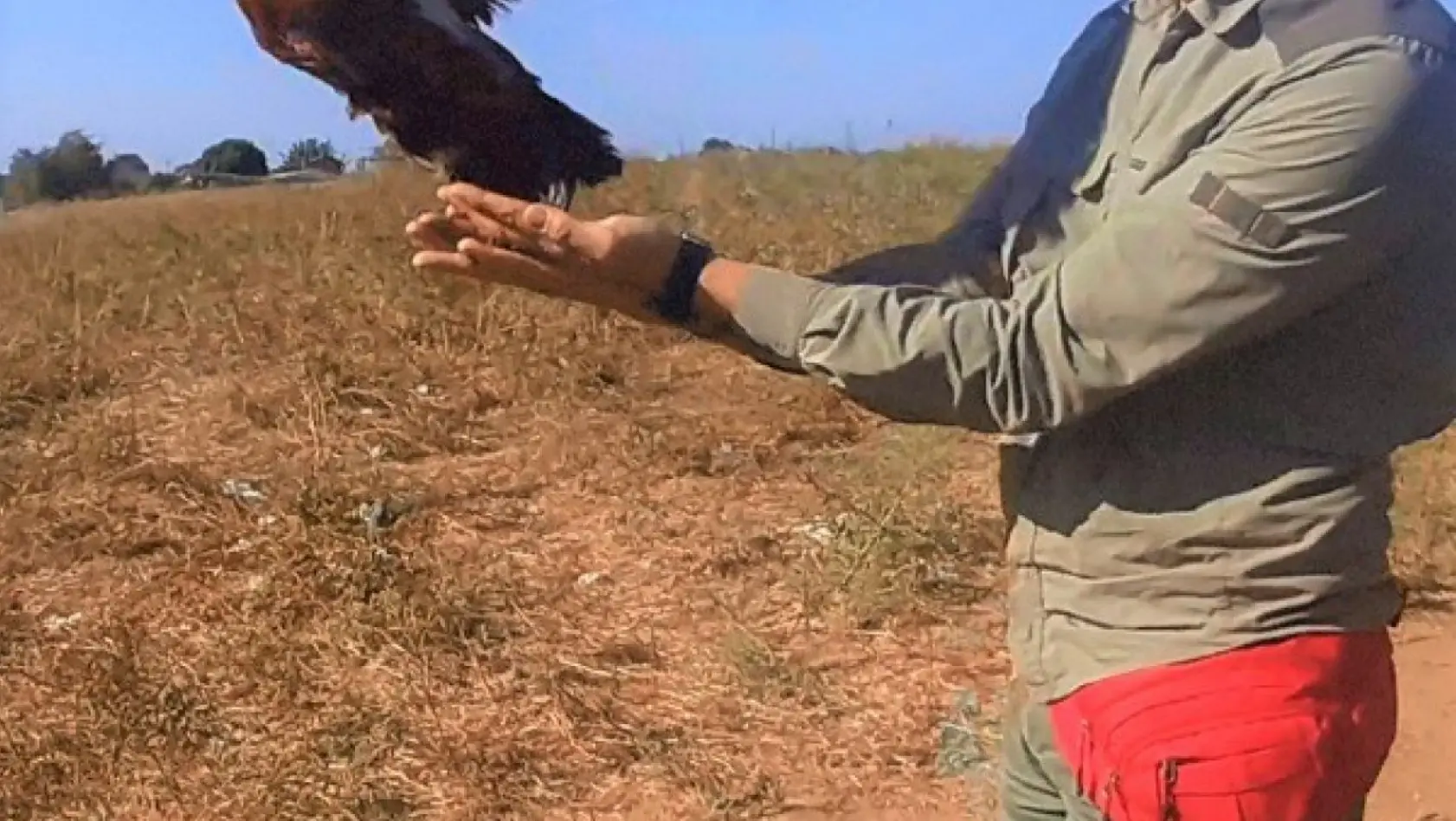 Karayolundan kurtarılan angıt kuşu yeniden doğaya salındı