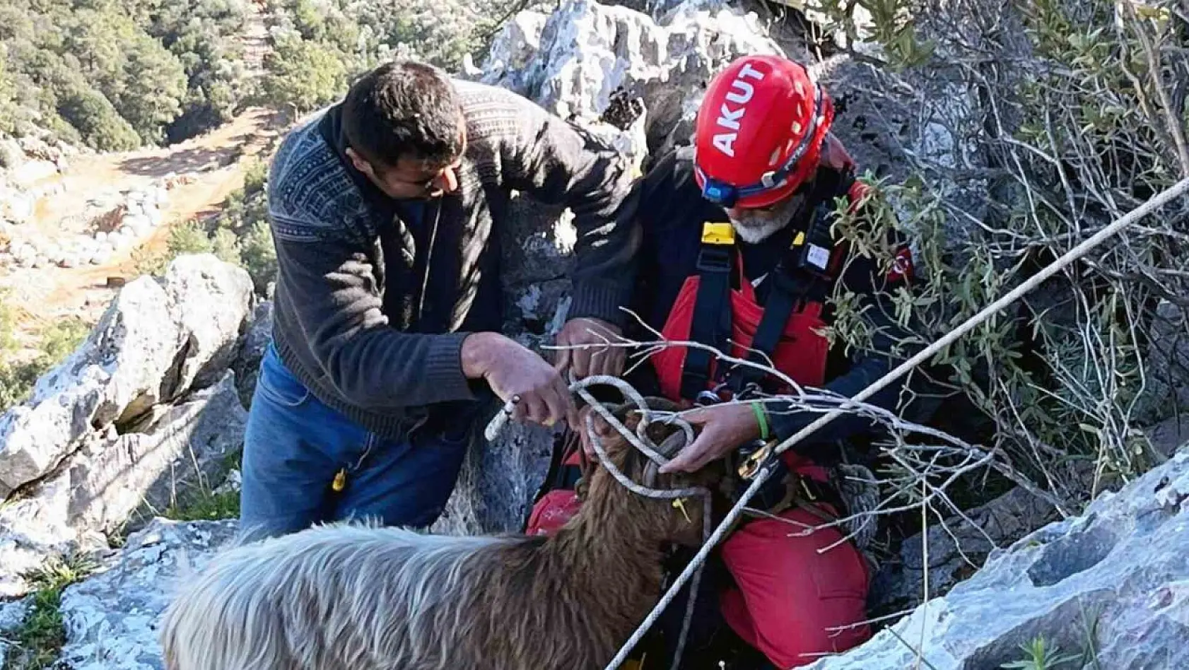 Kayalıklarda mahsur kalan keçileri AKUT kurtardı