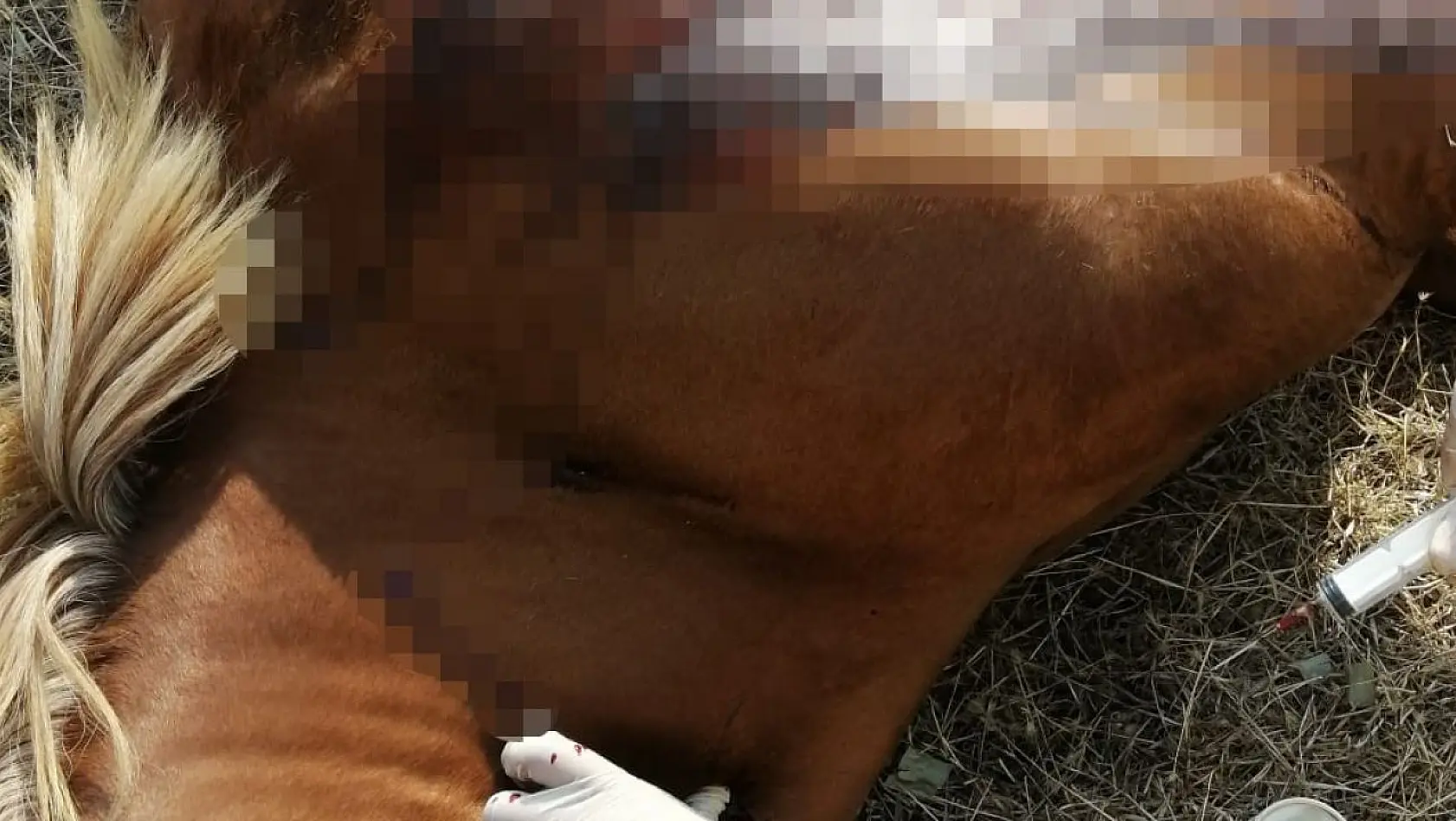 Kırkağaç'ta fayton atları öldürüldü