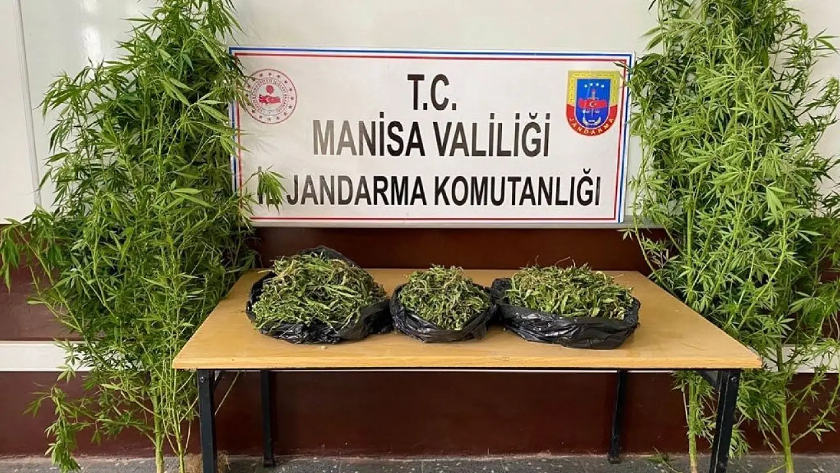 Manisa'da 1983 kök kenevir bitkisi ele geçirildi
