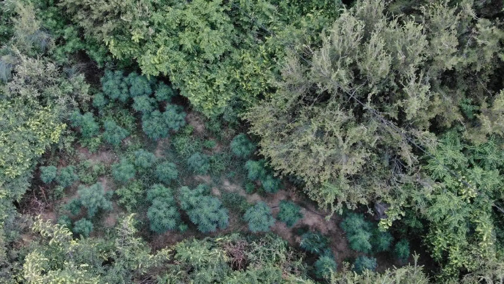 Manisa'da ormanlık alanda 167 kök kenevir ele geçirildi