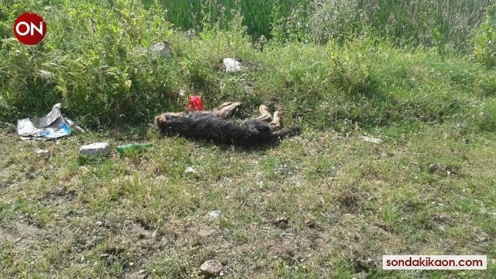 Manyas'ta sokak köpeğinin çuval içinde dövülerek öldürüldüğü iddiası