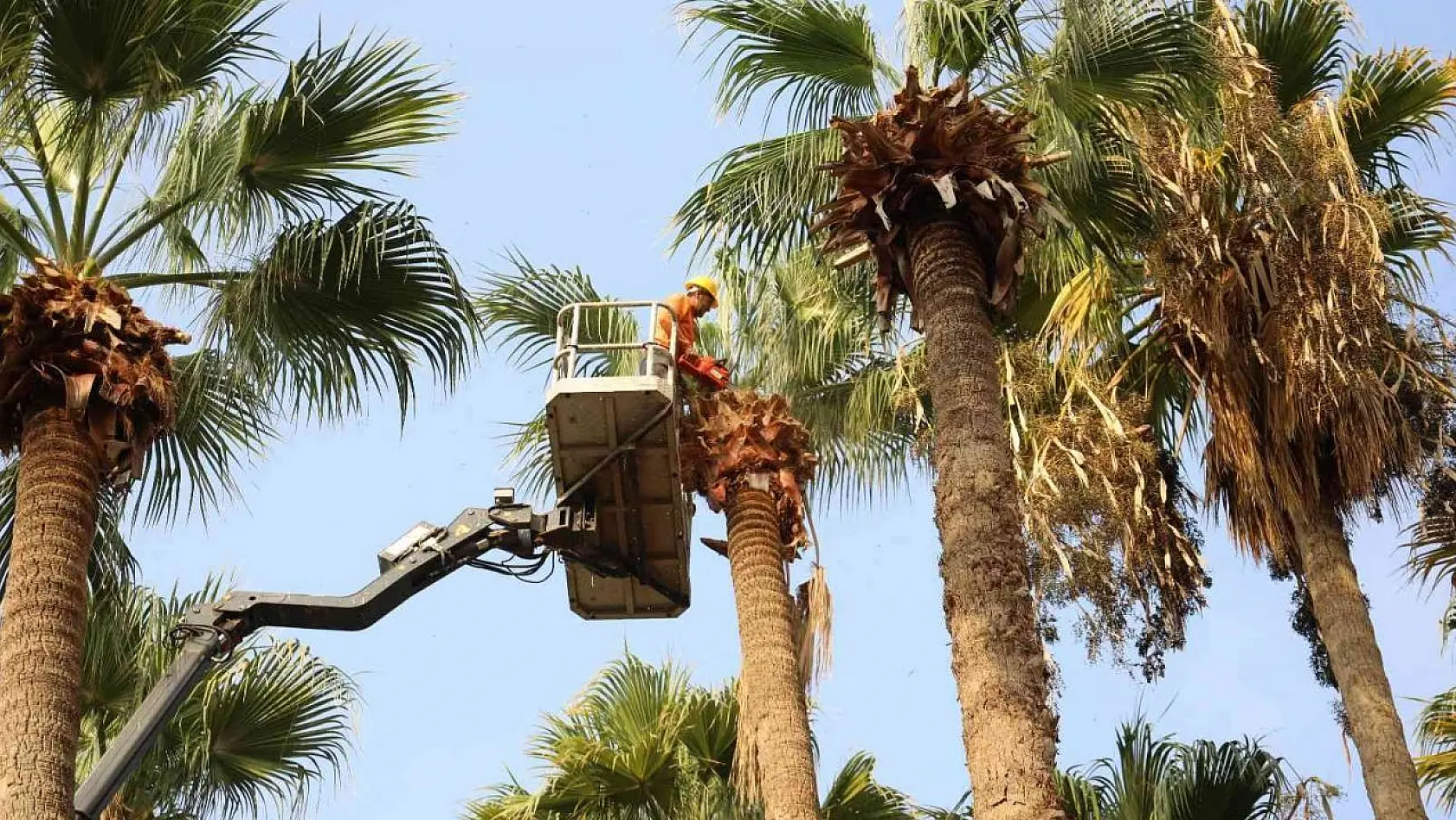 Marmaris'te palmiyeler bakıma alındı