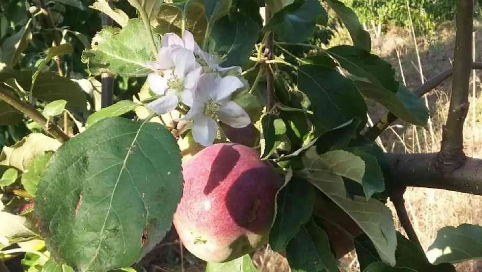 Mevsimleri şaşıran elma ağacı dalında meyve varken çiçek açtı