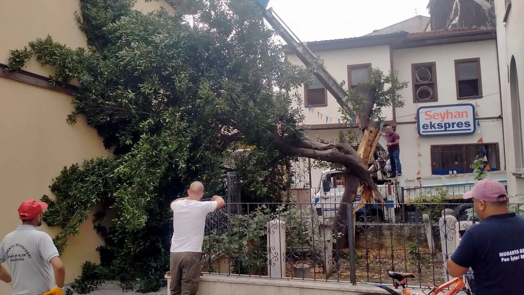 Mudanya'da yıldırım türbe içindeki ağacı ikiye böldü