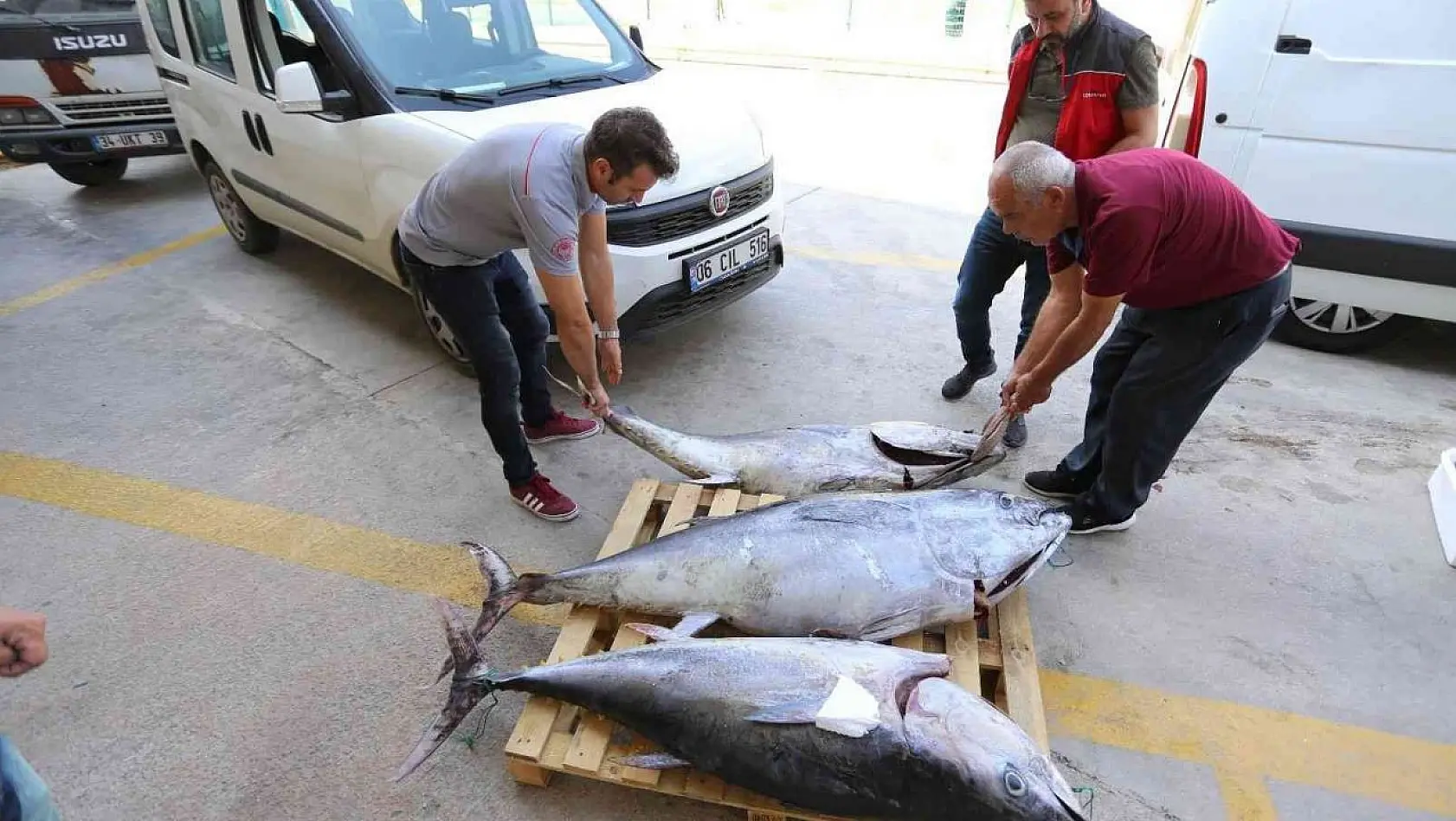 Muğla'da avlanması yasak olan 3 adet mavi yüzgeçli orkinos balığı ele geçirildi