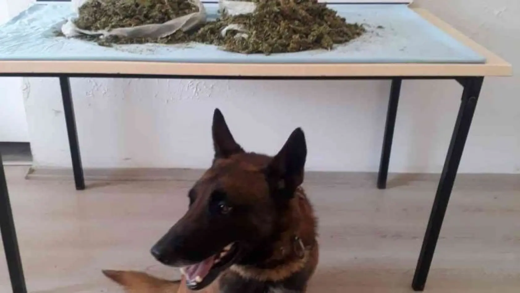 Narkotik köpeği Kont, uyuşturucuya geçit vermedi