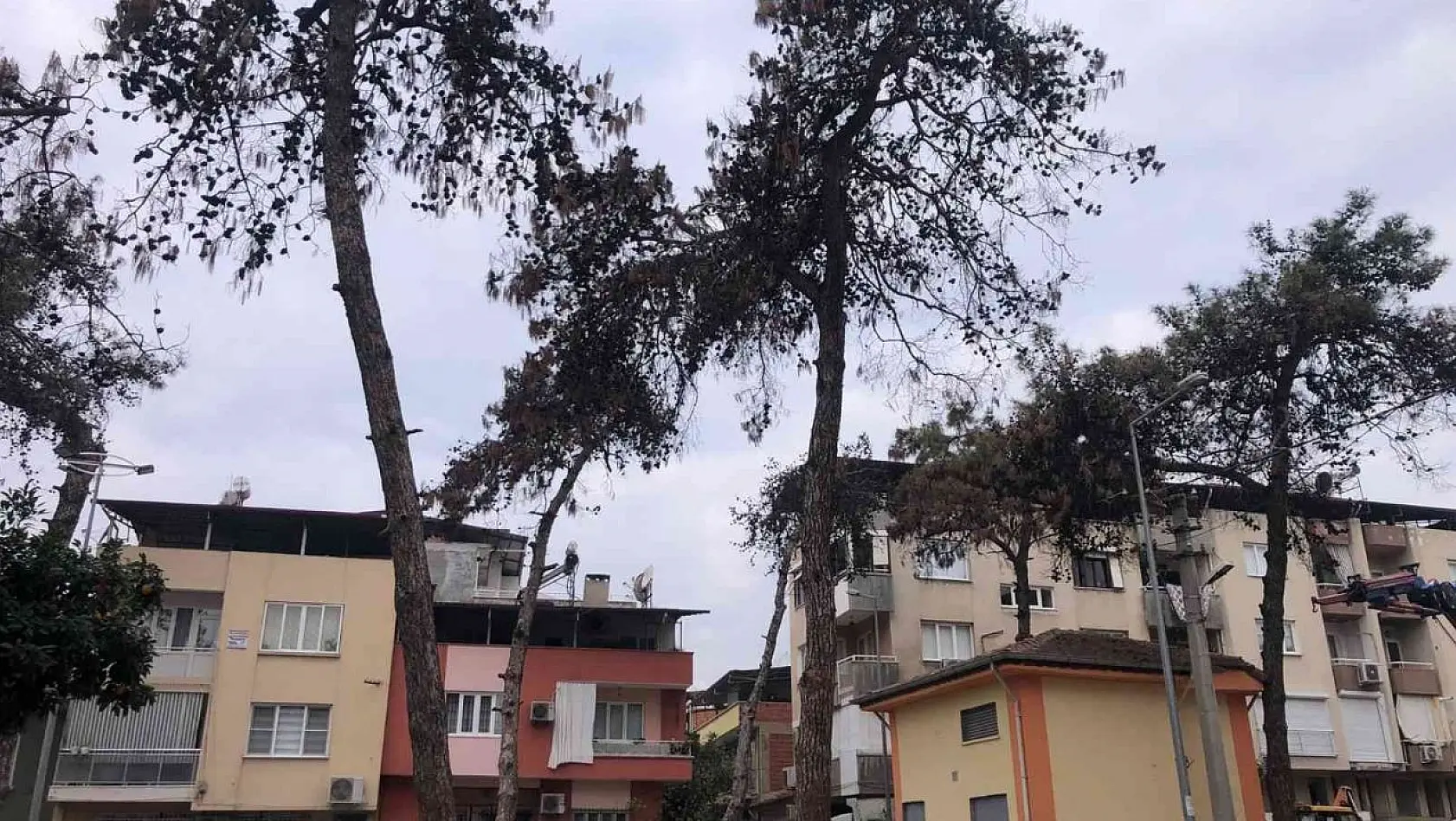 Nazilli Belediyesi, kuruduğu için tehlike saçan ağaçların kesti