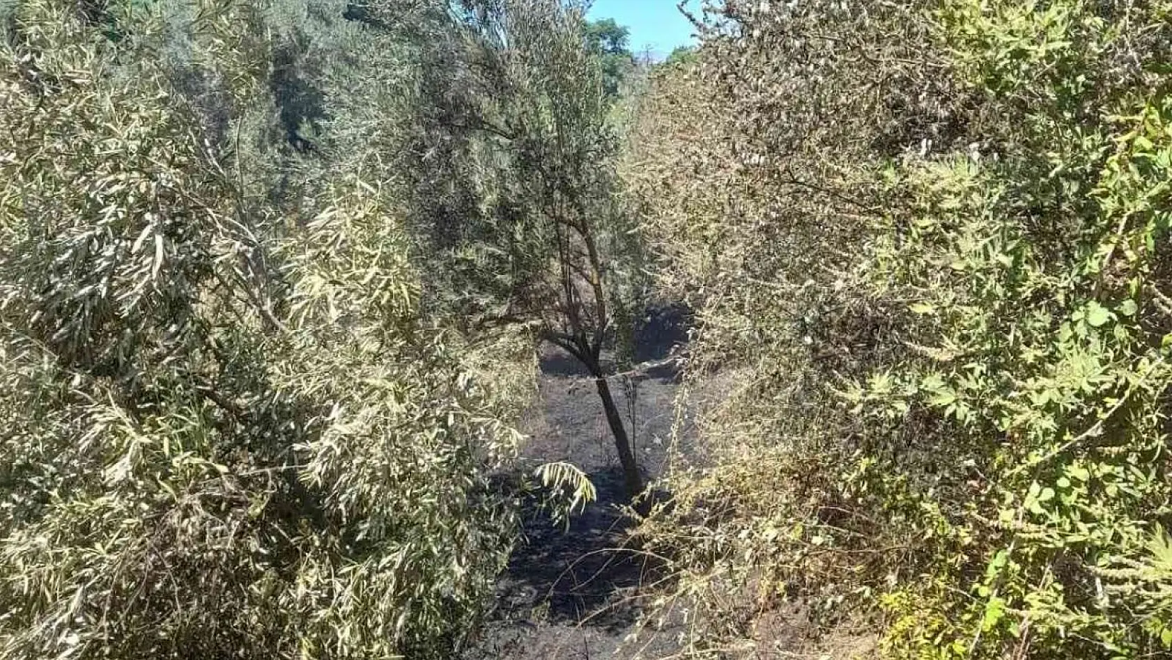 Nazilli'deki arazi yangını söndürüldü