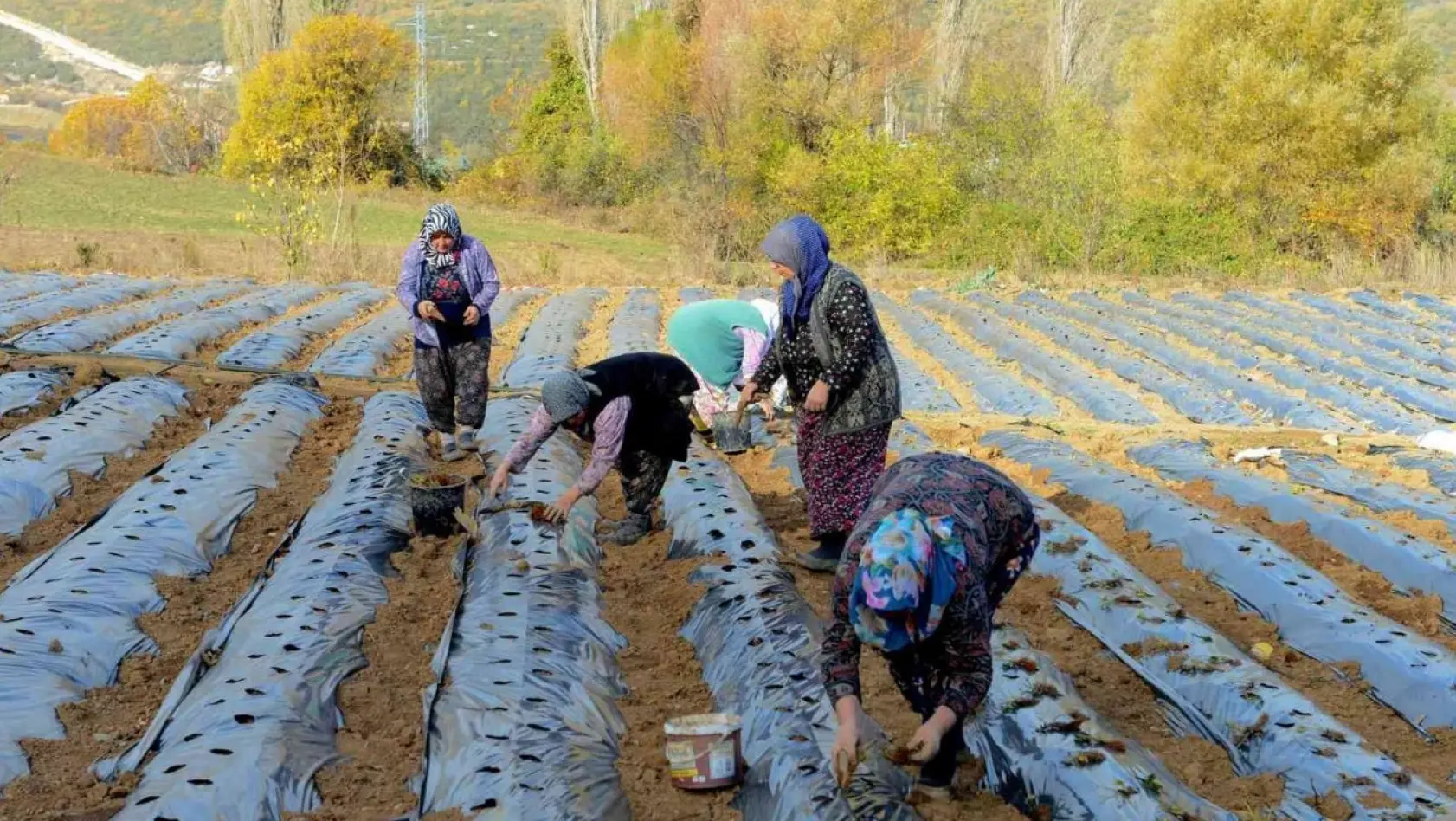 Nilüfer Belediyesi'nden kadın üreticilere 100 bin çilek fidesi