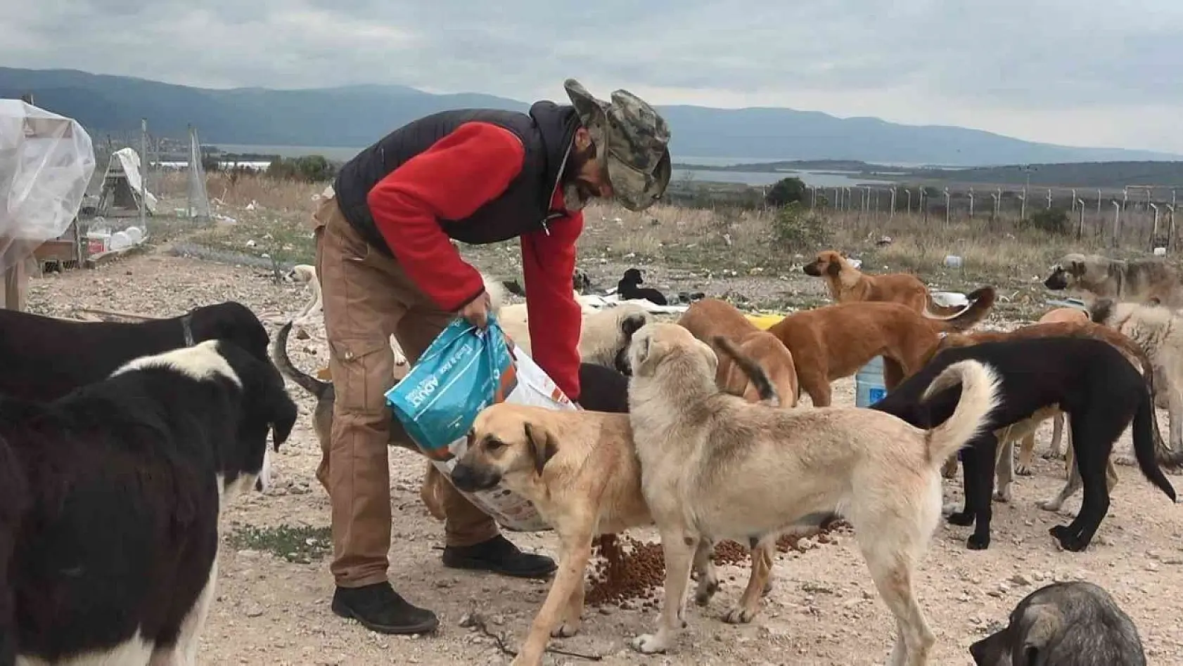 (Özel) Bursa'da 16 gönüllü, kurdukları barınakta 300 sokak hayvanına bakıyor