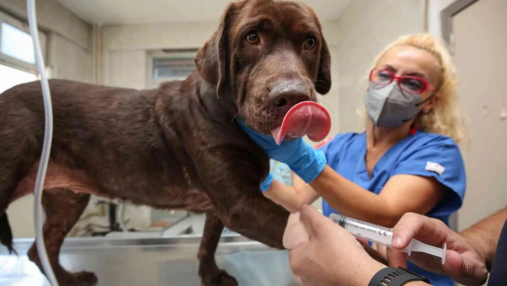 (Özel) Bursa'da ilk kez bir köpek, hücre kök tedavisiyle sağlığına kavuştu