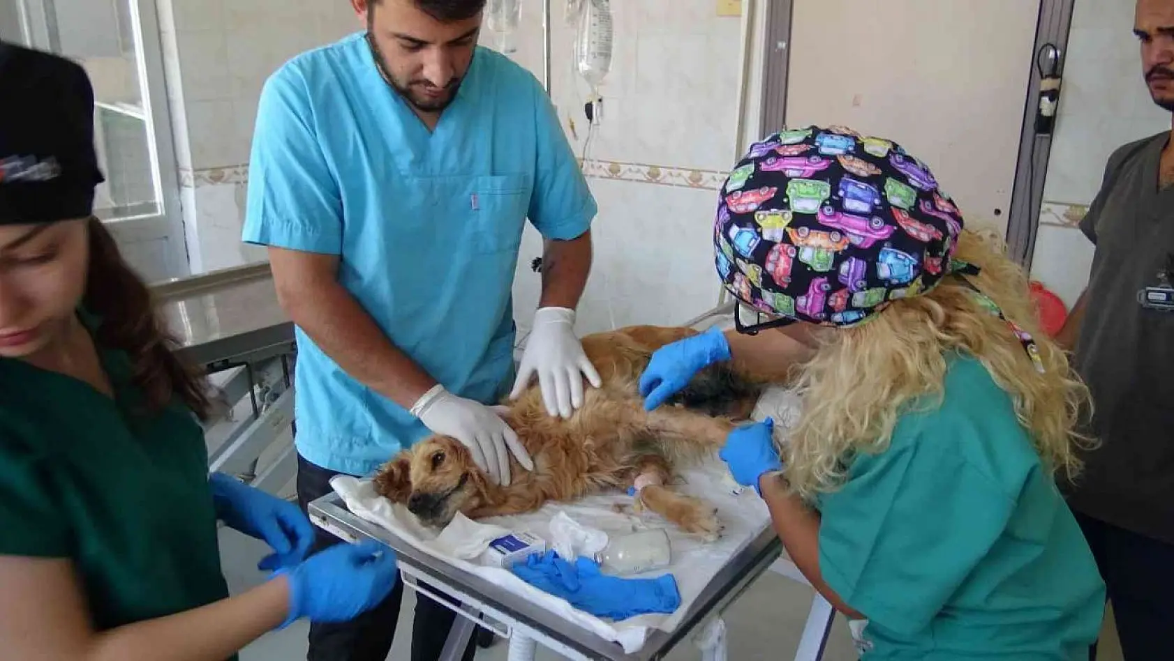 (Özel) Bursa'da ormana bırakılan cins köpeğin meme kanseri tedavisi devam ediyor