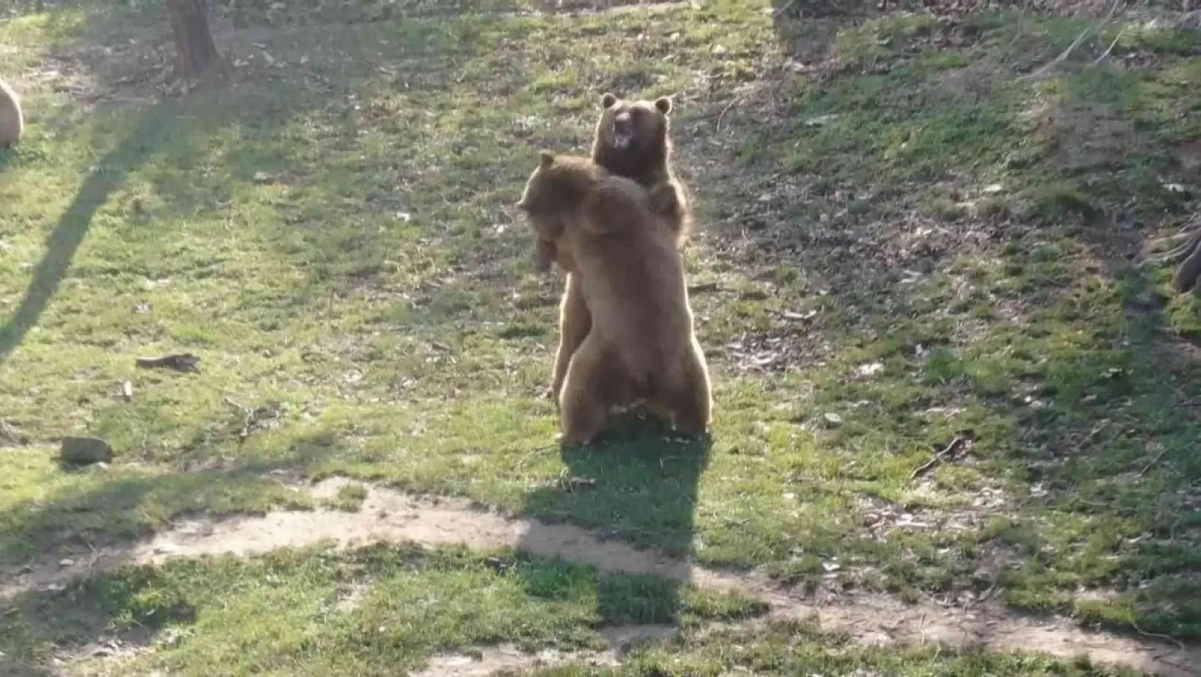 (Özel) Güzel havayı gören ayılar güreşe tutundu