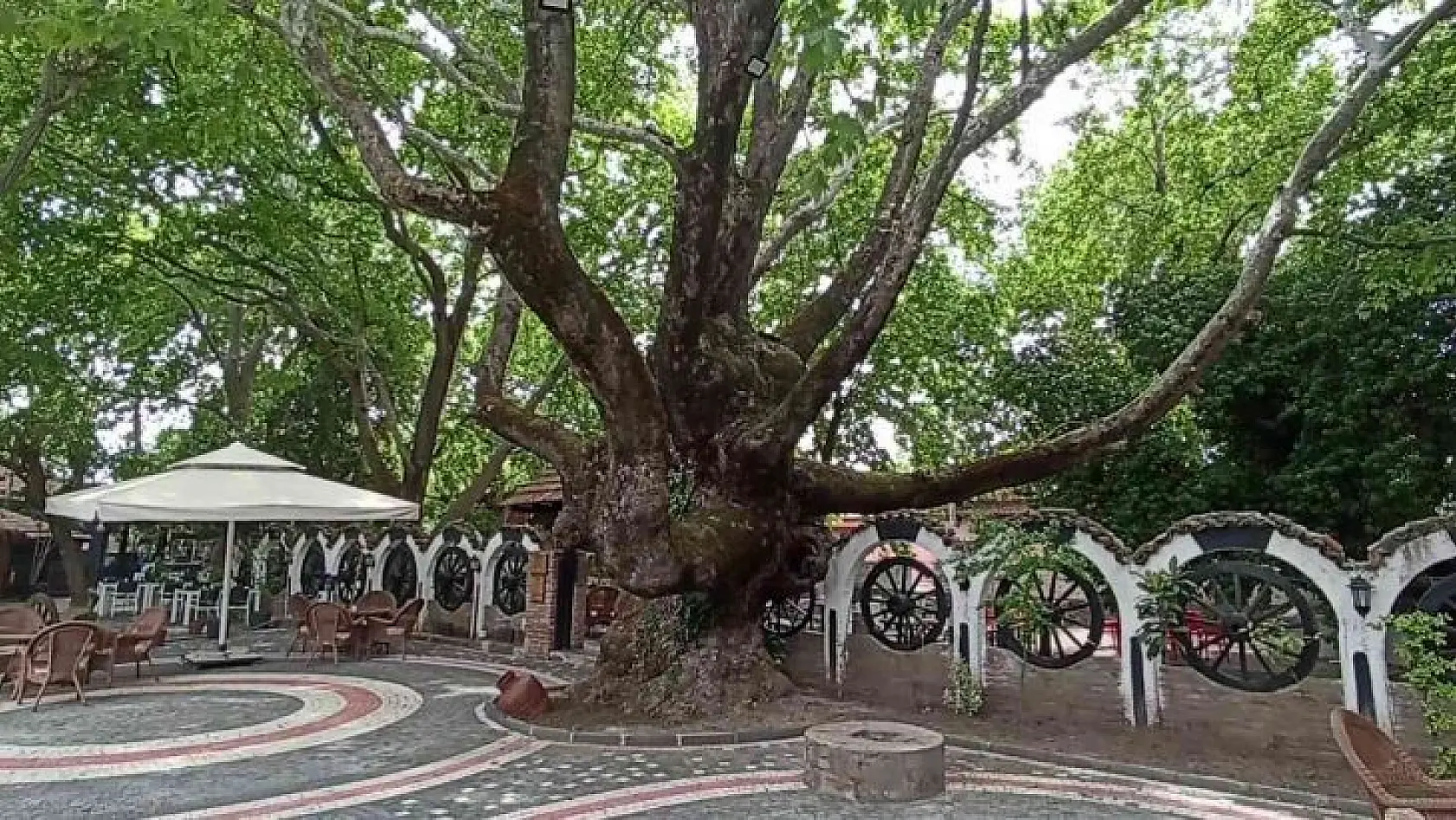 (Özel) Kazdağları'nın eteklerindeki 400 yıllık anıt ağaçlar turizme kazandırılıyor