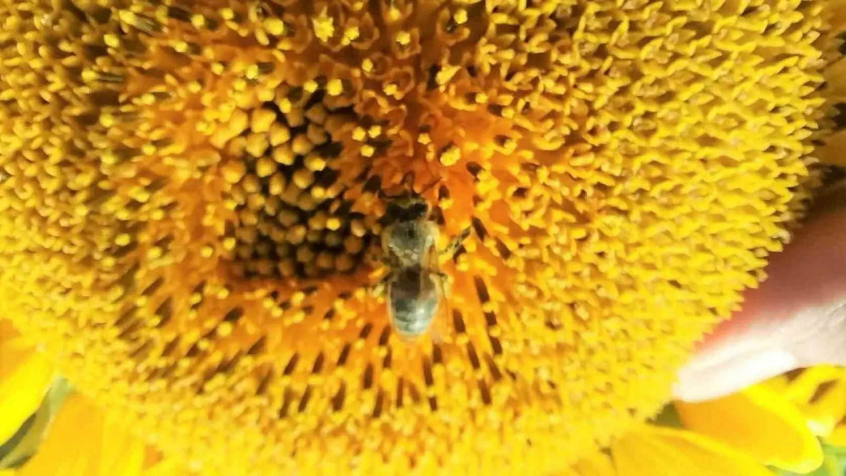 (ÖZEL) Özel yetiştirilen arılar görev başında