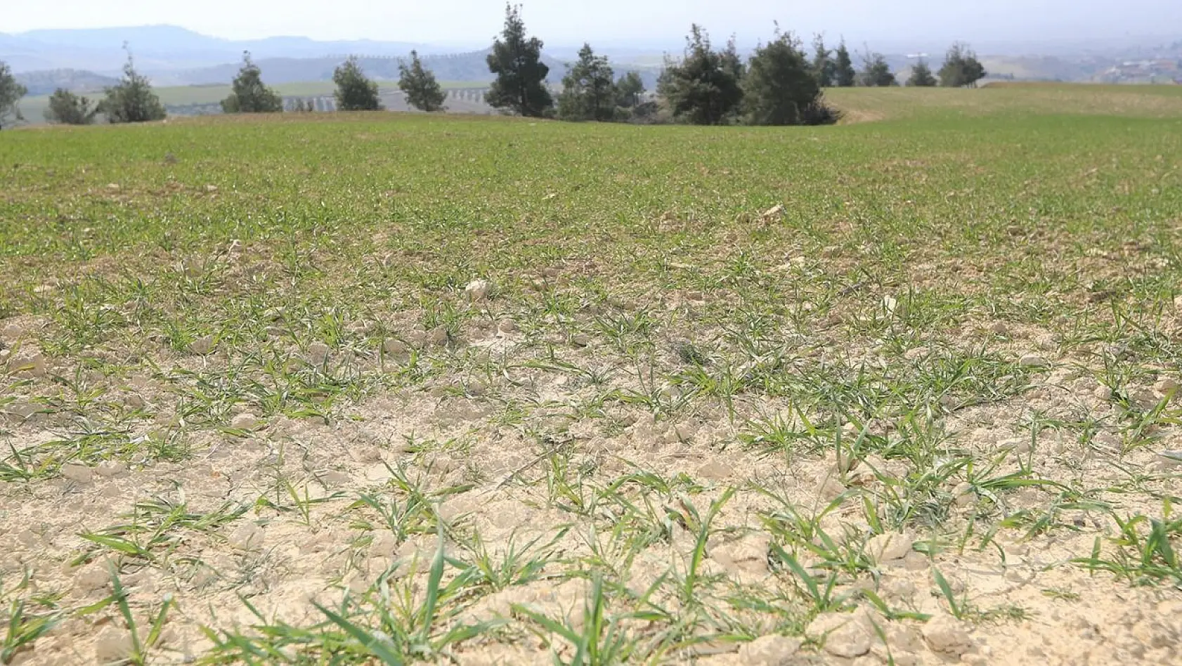Pamukkale Belediyesi çiftçilere tohum ve yem desteğine hazırlanıyor