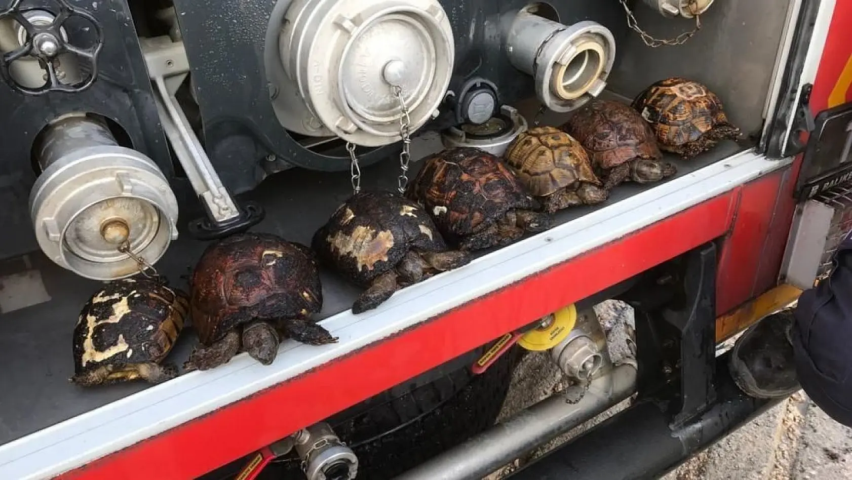 Sazlık yangınında itfaiye 8 kaplumbağa ile 1 yavru köpeği kurtardı